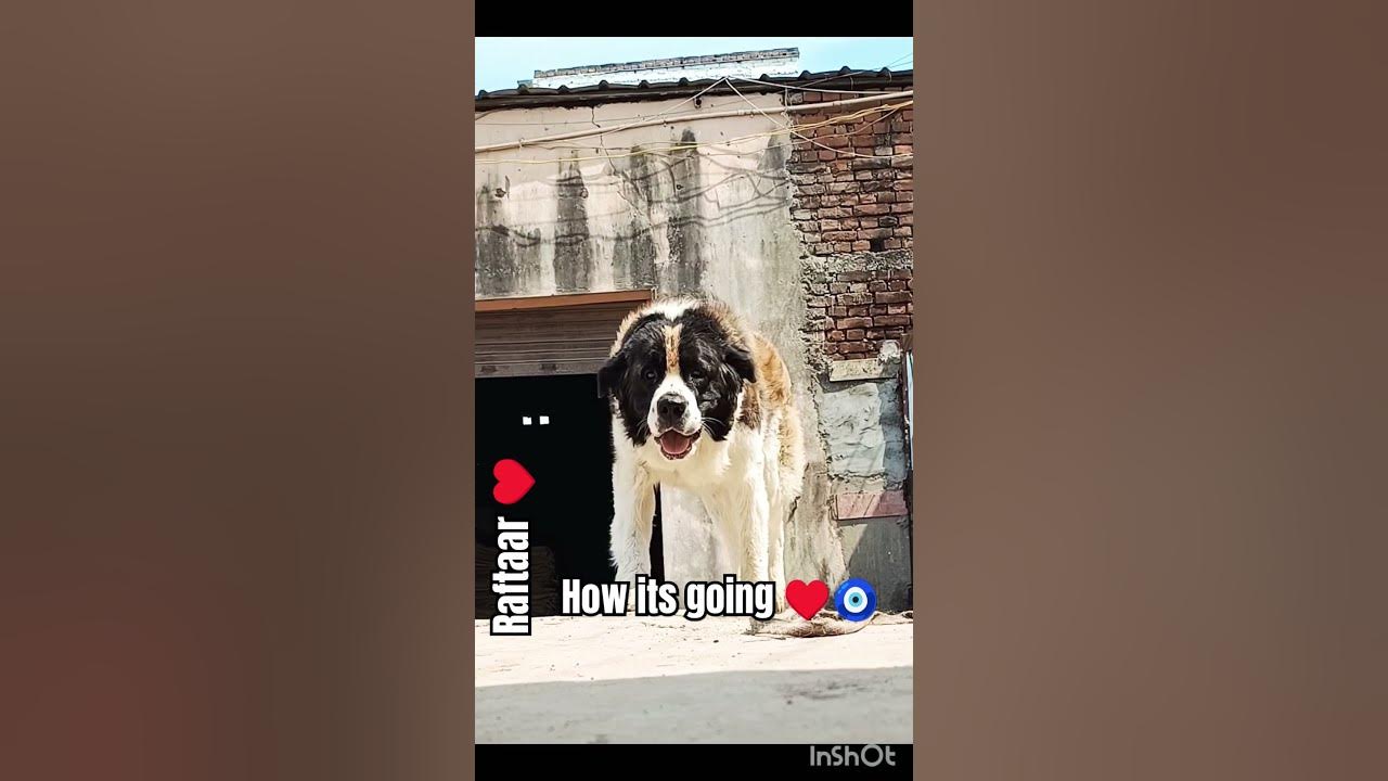 St Bernard Big Dog song pawfurbuddies trending viral shortvideo st-bernard-big-dog-song-pawfurbuddies-trending-viral-shortvideo