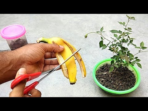 Easy And Free Fertilizer For Any Plants | Banana Peel Fertilizer