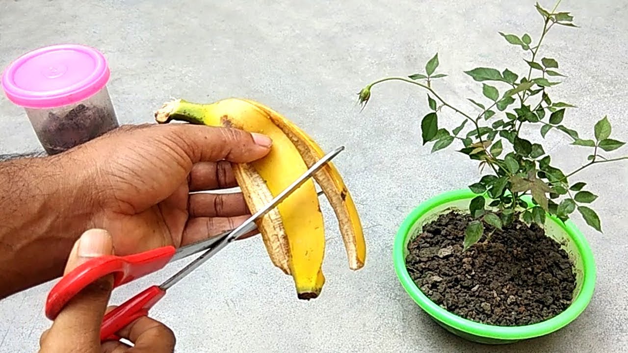 Easy and free fertilizer for any plants | Banana peel fertilizer ...