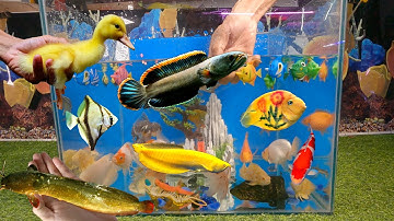 Tổng hợp các video cá cảnh đẹp, động vật dễ thương, con vịt, cá lóc cảnh, cá dơi, cá rồng, cá trê