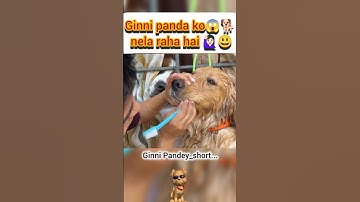 Ginni panda ko 😱🐕nela raha hai 🙋🏻‍♀️😃#ginnipandey #panda #dog #reaction