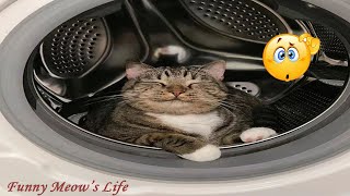 FUNNIEST CATS Antics That Will Make You LOL! Pawsome Comedy Club Part 5