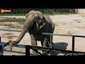 Балованная Магда и степенная Дженни. Слоны. Тайган. Elephant’s life in Taigan.