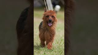 Australian Terrier: Lively, Affectionate, and Spirited   #dogfacts #Dogs #AustralianTerrier