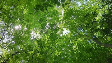 Hour of Peaceful Instrumental Music Strings for Relaxation, Focus, Study or Work, Meditation