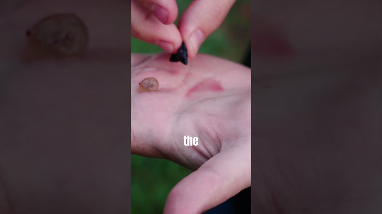 Behind the scenes from the 2025 harvest!! 