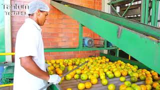 Невероятный процесс выращивания, сбора и обработки апельсинов апельсиновая ферма Сельское хозяйство