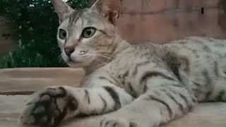 my cat so cute / my cat sleeping on the wooden bench /cat sleep evening time / my cat very  happy