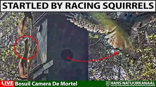 Brooding Tawny Owl Startled By Racing Squirrels