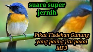 suara pikat MP3 tledekan gunung langsung nyawut. .