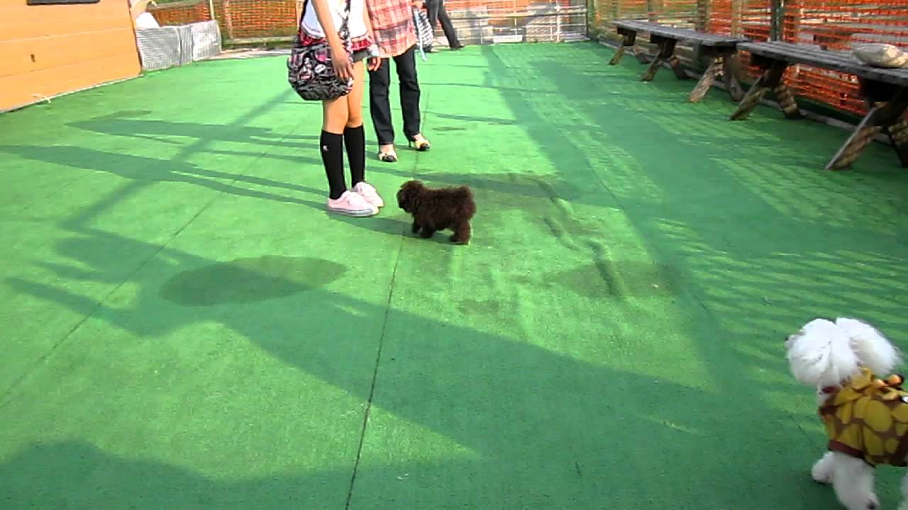 函館市ブリーダーの子犬販売：ドックランの様子 YouTube