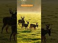 #deer #wildlife #nature