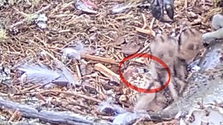 The egg tooth's visible as the hatching Loch Arkaig Osprey chick struggles inside 24 May 2024 (zoom)
