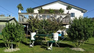 Growing Cannabis Outdoors Almost Harvest Time Again! 2021