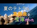 夏のテトラを潜って偵察【魚突き】【ならぎょEp.8】