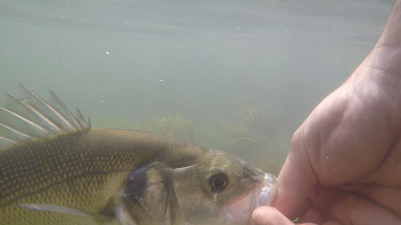 Summer bass fishing in north Wales