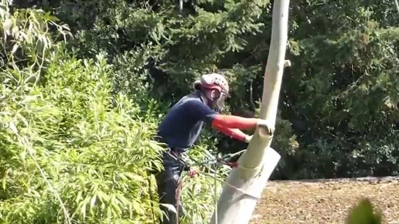 Eucalyptus tree cut down - Gary Letheren and Jason Deverill - and their chainsaw - Tré sagað niður