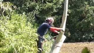 Eucalyptus tree cut down - Gary Letheren and Jason Deverill - and their chainsaw - Tré sagað niður