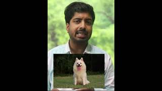 What You Need to Know Before Getting a Pomeranian or Indian Spitz by Pomtoy Anurag 5,986 views 3 months ago 3 minutes, 58 seconds