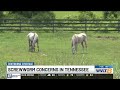 Tennessee imposes stricter animal borders during spread of deadly screwworm parasites