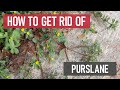 How to get rid of purslane weed management