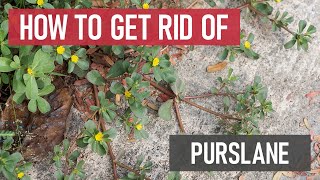 How to Get Rid of Purslane [Weed Management]