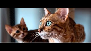 Интересные факты про кошек и котов. #cats #кот #Видео про котов