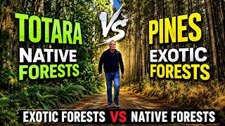 Will New Zealand Turn to Native Restoration or Pine Forests? The Pros and Cons