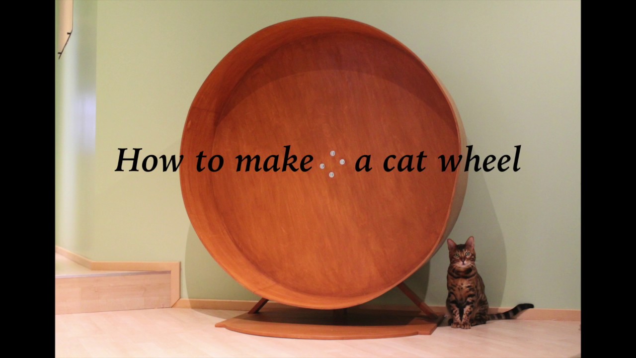 make your own cat wheel