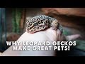 5 Reasons Leopard Geckos Make Great Pets!!