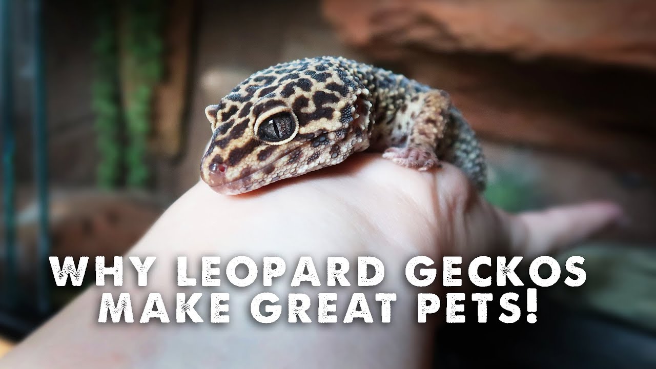 5 Reasons Leopard Geckos Make Great Pets Youtube