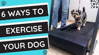 How to Exercise Your Dog 6 Ways to Drain Your Puppy's Energy