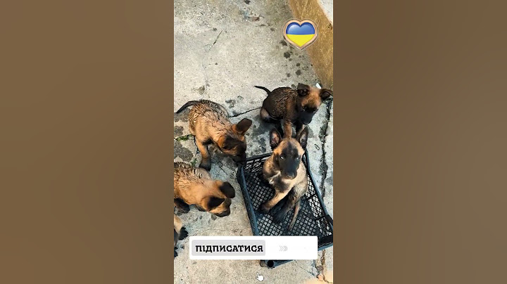 Ось таки красунчики ростуть. Ледве всадив їх, щоб зняти це відео.