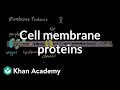 Cell membrane proteins | Cells | MCAT | Khan Academy