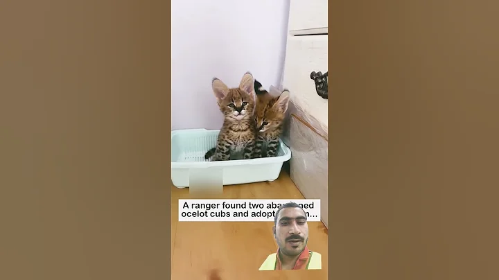 Video 11304871: bengal cat rescue, bengals cat kitten animals, bengal cat cute kittens, bengal kittens love