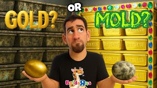 Famous 2025 Clutch #7 - Egg Cutting - Breeding Ball Pythons Profile