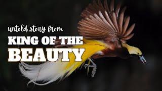 Feathers of Fire: why are birds of paradise beautiful!?