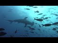 Diving in Cocos Island, Costa Rica 2019 - Shark Island