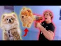 SHOOTING MY DOG OUT OF THE MERCH CANNON! **PRANK**