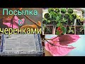 Посылка с черенками 🌱от агрофирмы Виола.