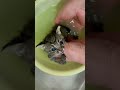 【子猫のお風呂】いい湯だにゃ😽♨ 【保護猫】 #保護猫 #子猫 #kittens #ミルクボランティア