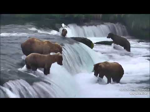 Video: Coastal Brown Bears Of Katmai National Park, Aljaška [pics] - Matador Network