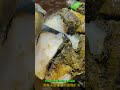 One Cut Released BLACK Pus From This Cow’s Hoof 😨