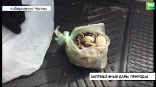 Галлюциногенные грибы обнаружили полицейские у мужчины на въезде в Набережные Челны | ТНВ