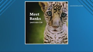 Jaguar cub at the Jacksonville Zoo officially has a name