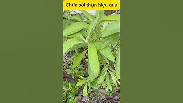 Chữa sỏi thận tại nhà bằng cây từ bi núi #từbi #soithan #trisoithan #tạinhà