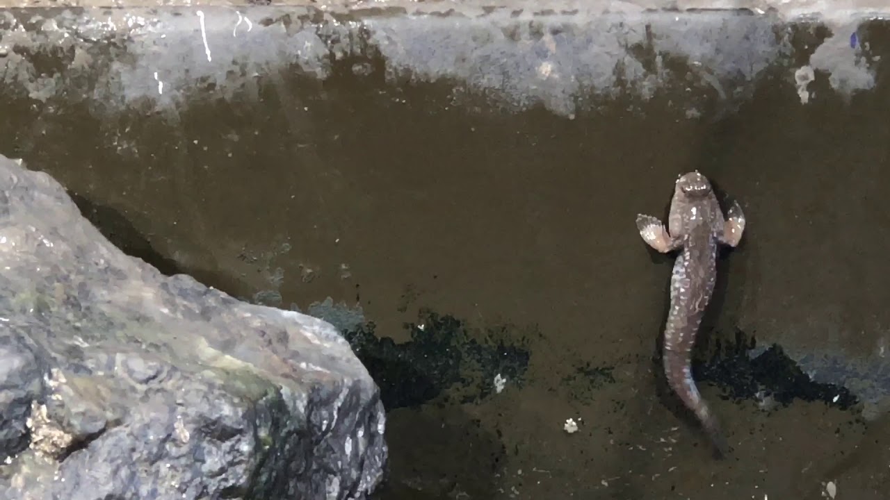 荒尾 南荒尾 水鳥たちの休息地 荒尾干潟 に行ってきた おるとくまもと