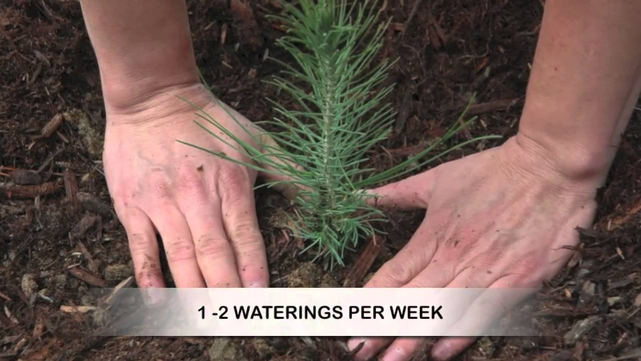 how much money can you make planting pine trees