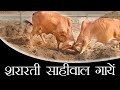 गायों की मस्ती की यह वीडियो आपको मस्त कर देगी | Sahiwal Cows Masti | Kamdhenu Gaushala