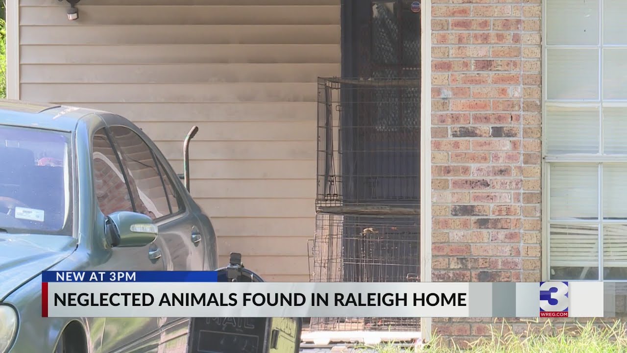 Owner charged, arrested after dozens of dogs found neglected - YouTube